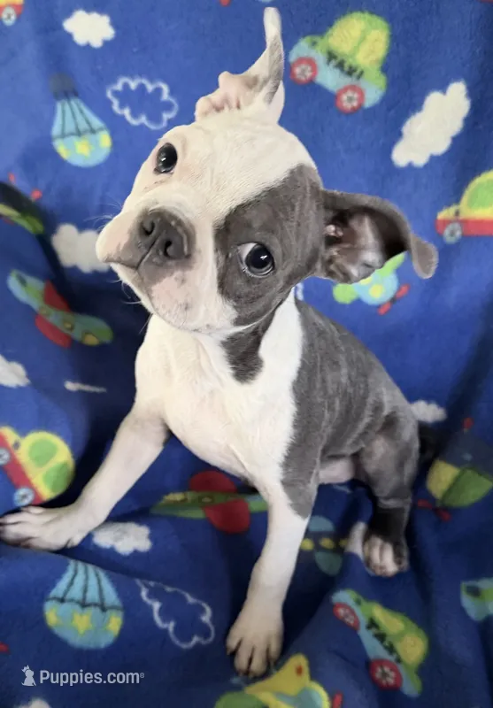 Henry – Boston Terrier puppy for sale in Lake in the Hills, IL
