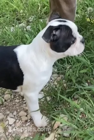 Luke  – Boston Terrier puppy for sale in Lake in the Hills, IL