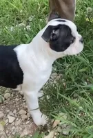 Luke , a male Boston Terrier for sale in Lake in the Hills, IL – 2 of 10