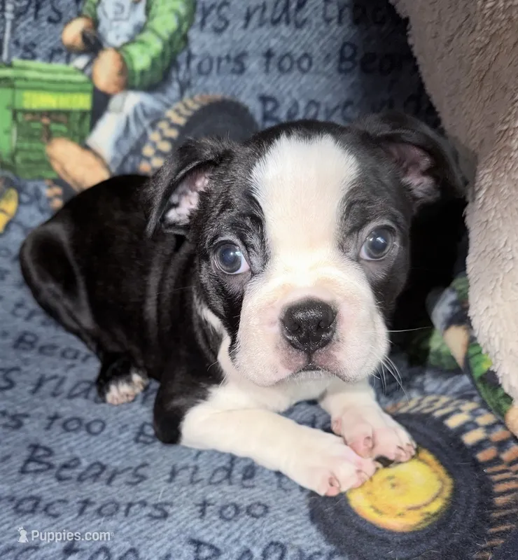 Luke  – Boston Terrier puppy for sale in Lake in the Hills, IL