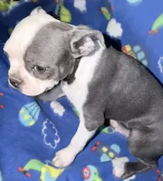 Henry, a male Boston Terrier for sale in Lake in the Hills, IL – 3 of 9