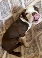 Reba, a female Boston Terrier for sale in Lake in the Hills, IL – 5 of 9