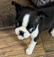 Naomi, a female Boston Terrier for sale in Lake in the Hills, IL – Photo 5 of 10