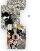 Naomi, a female Boston Terrier for sale in Lake in the Hills, IL – Photo 7 of 10