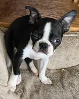 Naomi, a female Boston Terrier for sale in Lake in the Hills, IL – Photo 1 of 10