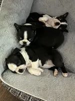 Naomi, a female Boston Terrier for sale in Lake in the Hills, IL – Photo 4 of 10