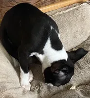 Naomi, a female Boston Terrier for sale in Lake in the Hills, IL – Photo 3 of 10