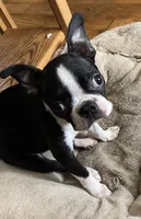 Naomi, a female Boston Terrier for sale in Lake in the Hills, IL – Photo 2 of 10