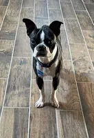 Naomi, a female Boston Terrier for sale in Lake in the Hills, IL – Photo 10 of 10