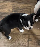 Naomi, a female Boston Terrier for sale in Lake in the Hills, IL – Photo 8 of 10