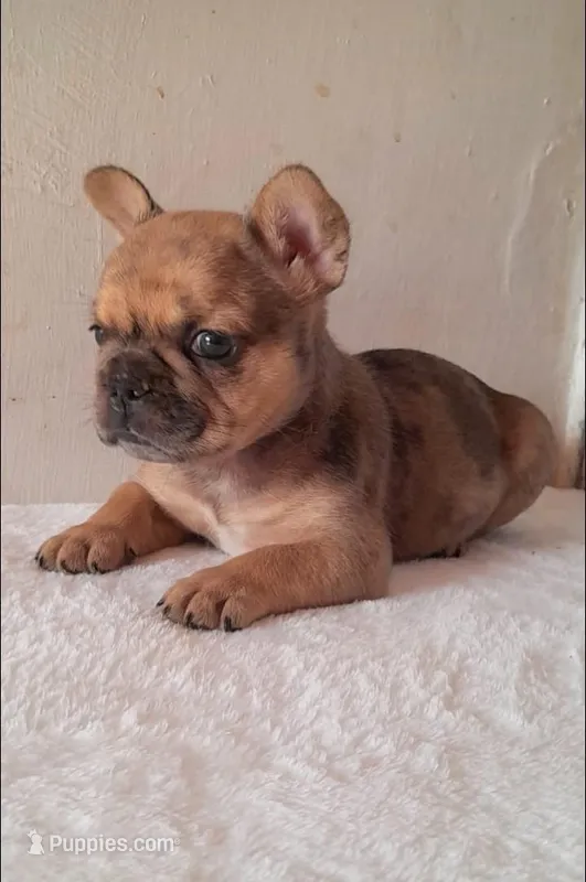 Olive – French Bulldog puppy for sale in Denver, CO