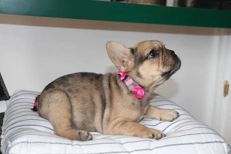 Olive – French Bulldog puppy for sale in Denver, CO