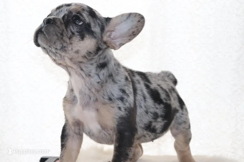 Lolita – French Bulldog puppy for sale in Denver, CO