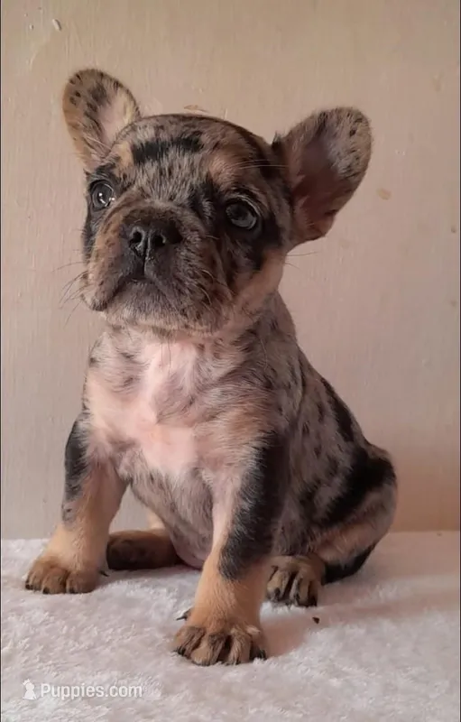 Lolita – French Bulldog puppy for sale in Denver, CO