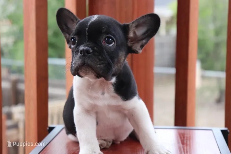 Luke – French Bulldog puppy for sale in Denver, CO