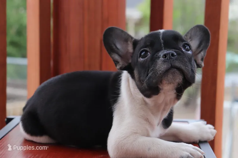 Luke – French Bulldog puppy for sale in Denver, CO