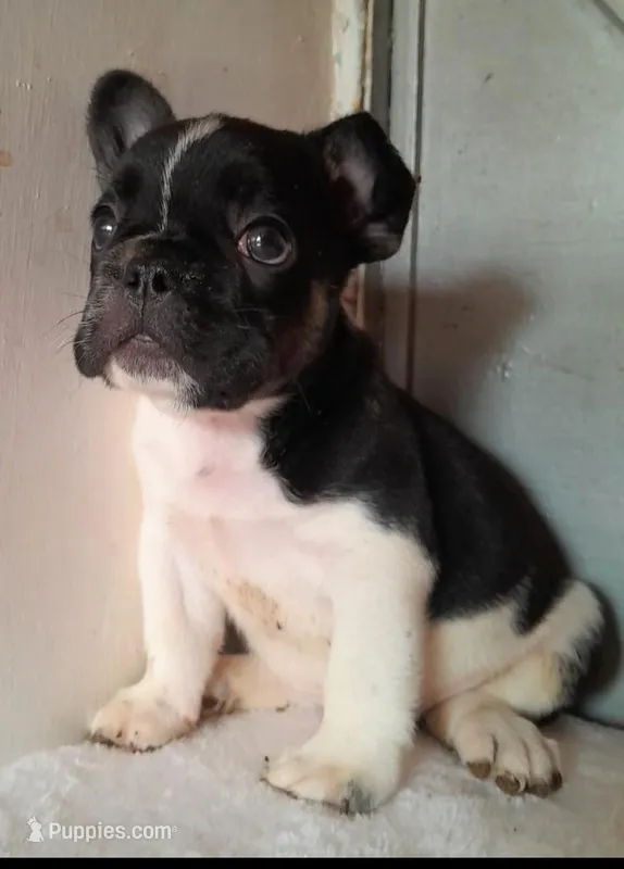 Luke – French Bulldog puppy for sale in Denver, CO