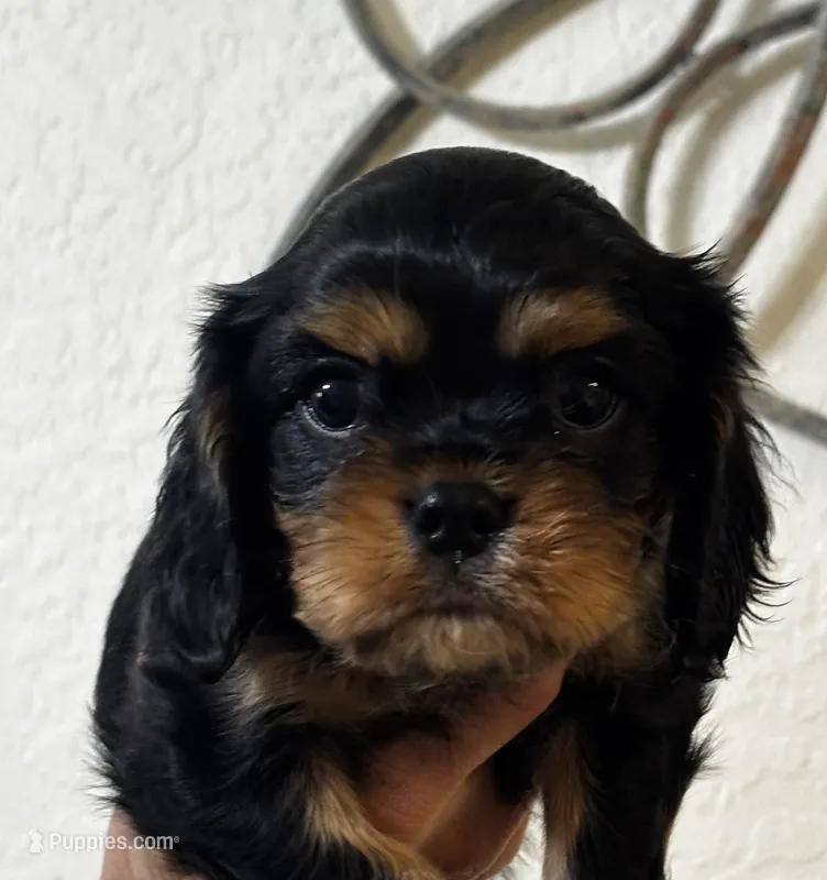Goardon – Cavalier King Charles Spaniel puppy for sale in Eagle Point, OR