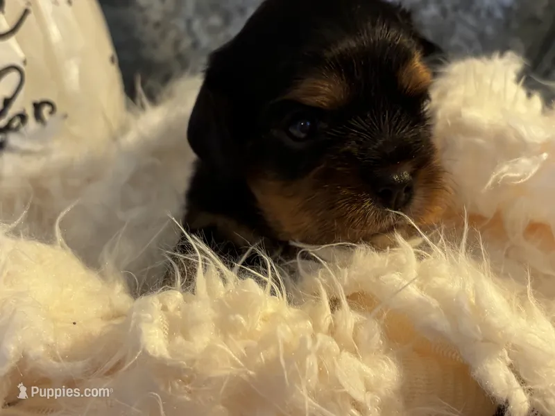 Goardon – Cockalier puppy for sale in Eagle Point, OR