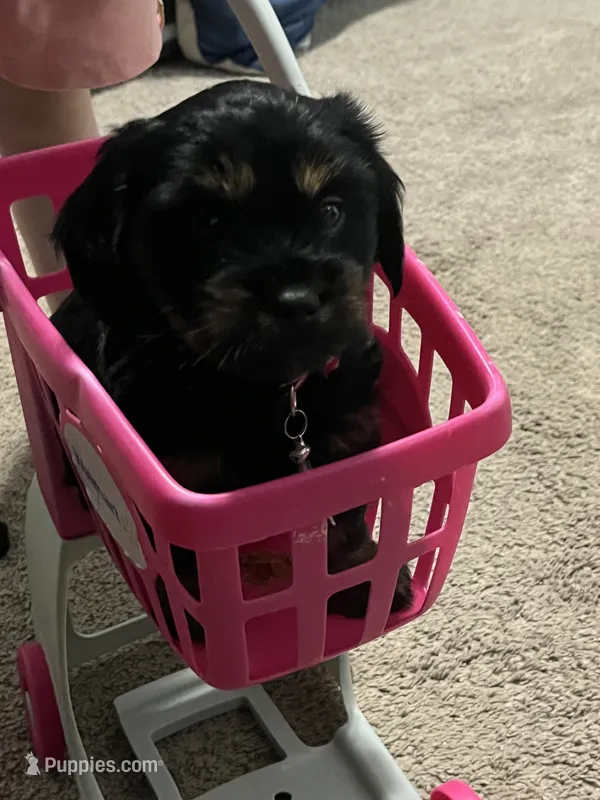 Zuko – Shih Tzu, Miniature Dachshund puppy for sale in Siler City, NC