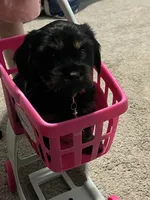 Zuko, a male Shih Tzu and Miniature Dachshund for sale in Siler City, NC – 1 of 4