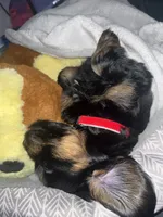 Zuko, a male Shih Tzu and Miniature Dachshund for sale in Siler City, NC – 2 of 4