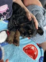 Zuko, a male Shih Tzu and Miniature Dachshund for sale in Siler City, NC – 3 of 4