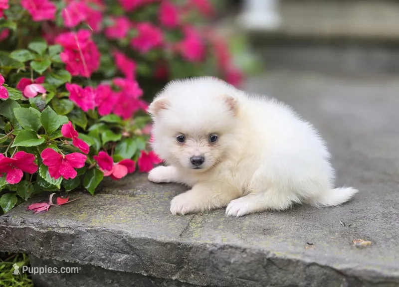 Stella – Pomeranian puppy for sale in Cayuga, NY