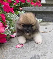 Sable-Tri Color, a male Pomeranian for sale in Cayuga, NY – 2 of 8