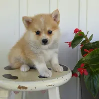 Rusty, a male Pomeranian and Pomsky for sale in Cayuga, NY – 2 of 8