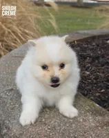 Shiloh, a male Pomeranian for sale in Cayuga, NY – Photo 3 of 5