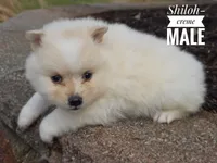 Shiloh, a male Pomeranian for sale in Cayuga, NY – Photo 2 of 5