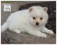 Shiloh, a male Pomeranian for sale in Cayuga, NY – Photo 1 of 5
