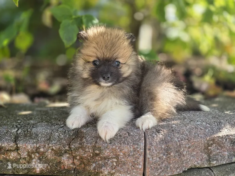 Sable-Tri Color – Pomeranian puppy for sale in Cayuga, NY