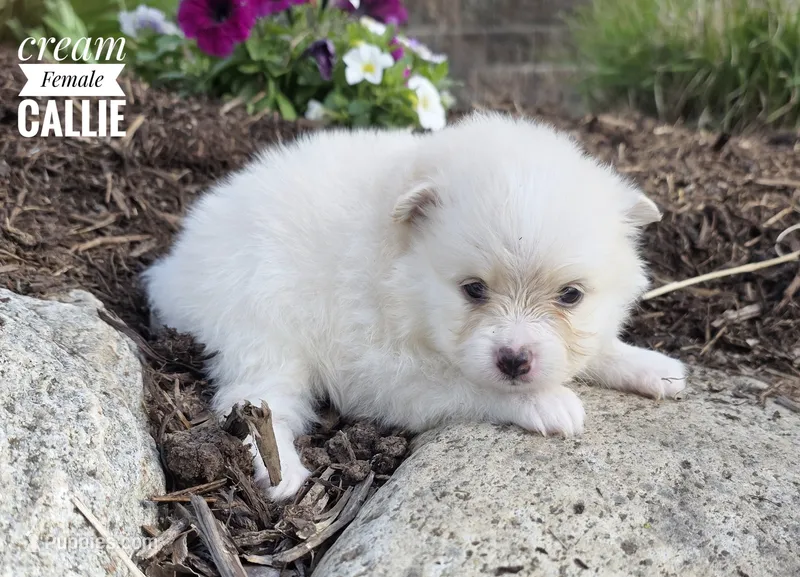 Callie – Pomeranian puppy for sale in Cayuga, NY