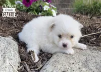Callie, a female Pomeranian for sale in Cayuga, NY – 1 of 5