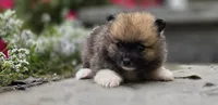 Sable-Tri Color, a male Pomeranian for sale in Cayuga, NY – 4 of 8
