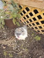 Cleo, a male Pomeranian for sale in Cayuga, NY – Photo 4 of 4