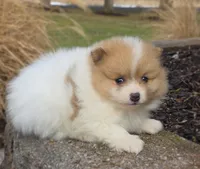 Cleo, a male Pomeranian for sale in Cayuga, NY – Photo 1 of 4