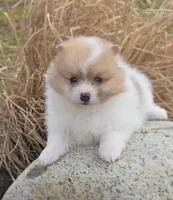 Cleo, a male Pomeranian for sale in Cayuga, NY – Photo 2 of 4