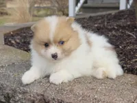 Cleo, a male Pomeranian for sale in Cayuga, NY – Photo 3 of 4