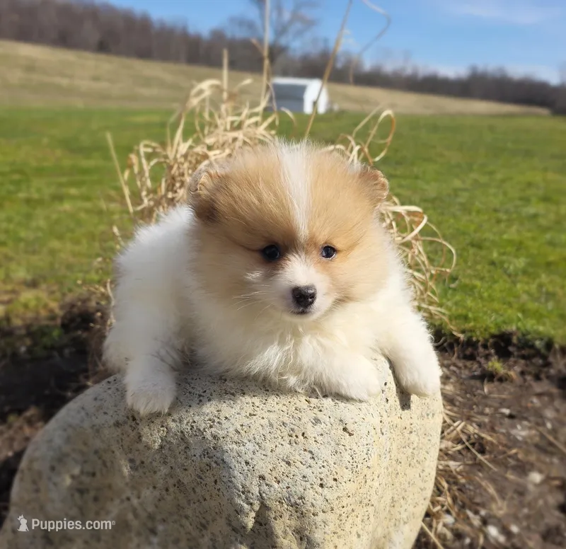 Cleo – Pomeranian puppy for sale in Cayuga, NY