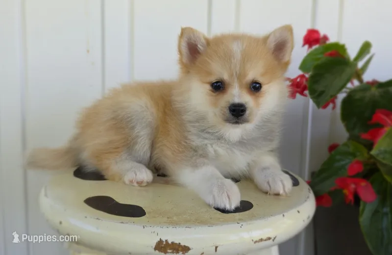 Rusty – Pomeranian, Pomsky puppy for sale in Cayuga, NY