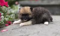 Sable-Tri Color, a male Pomeranian for sale in Cayuga, NY – 3 of 8