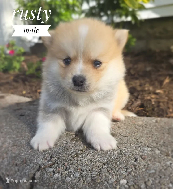 Rusty – Pomeranian, Pomsky puppy for sale in Cayuga, NY