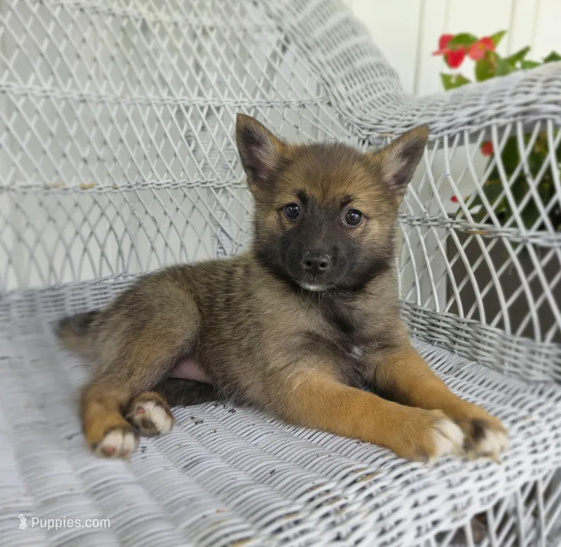 Racer – Pomeranian, Pomsky puppy for sale in Cayuga, NY