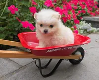 Shadow-Cream, a male Pomeranian for sale in Cayuga, NY – 2 of 6