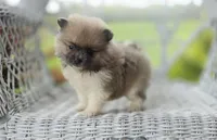 starlit, a male Pomeranian for sale in Cayuga, NY – 1 of 5