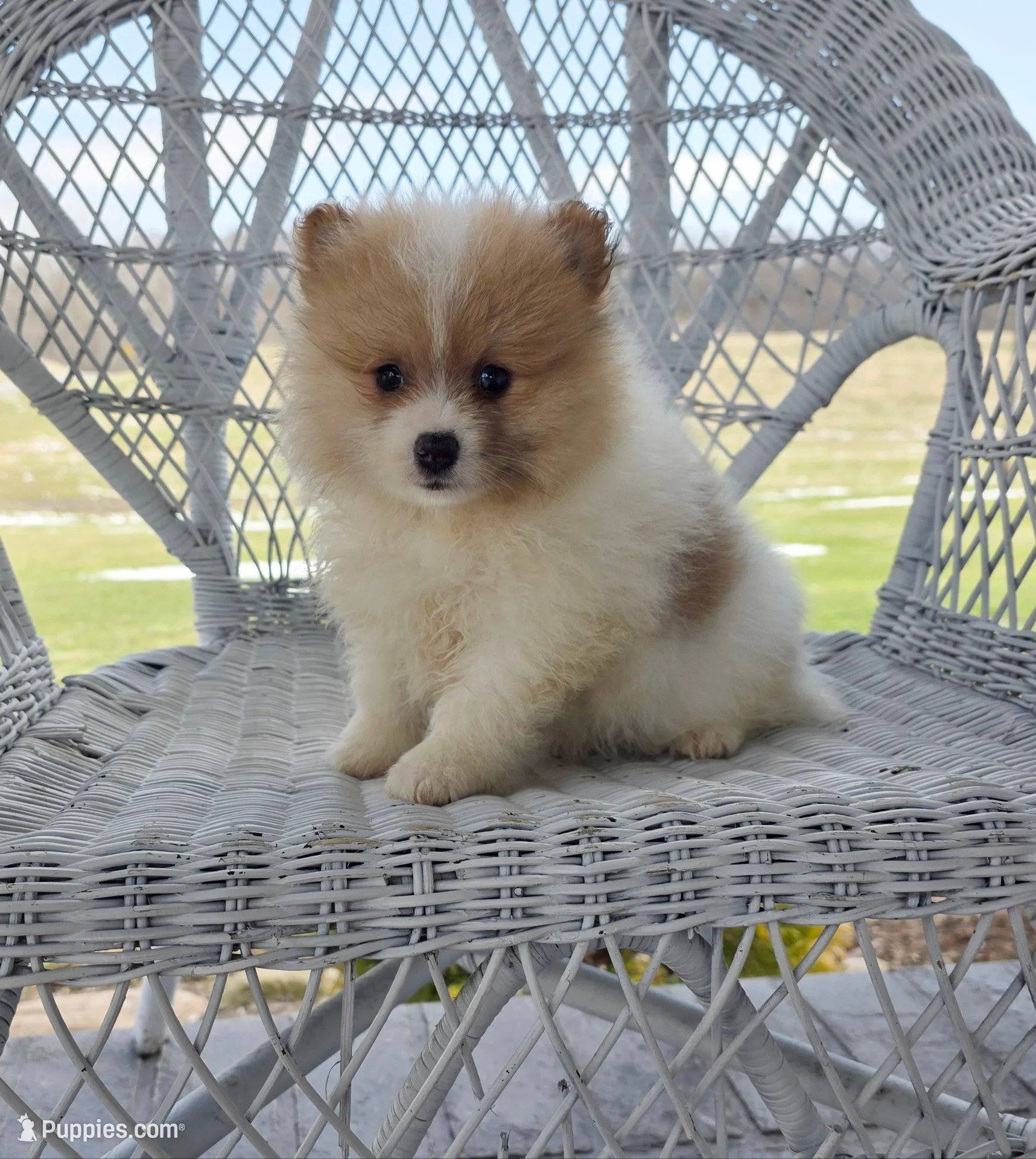 Cleo, a male Pomeranian for sale in Cayuga, NY – Photo 3 of 8