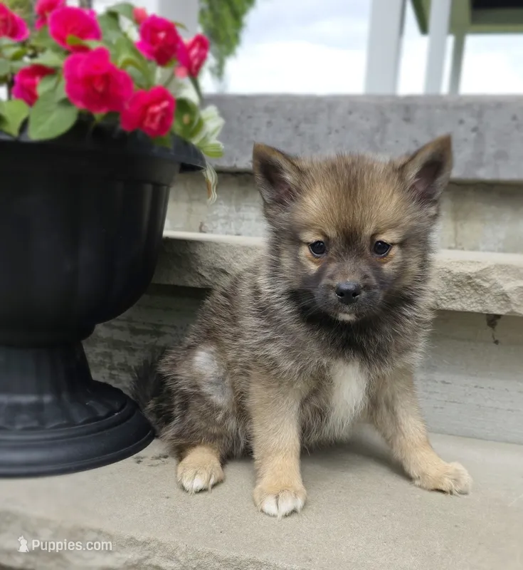 Rose – Pomeranian, Pomsky puppy for sale in Cayuga, NY